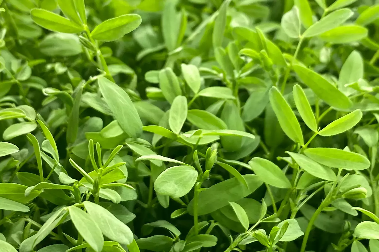 Linzen cress 25gr stuk 3